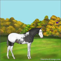 Horse Color:Liver Red Roan Splash Snowcap Rabicano 
