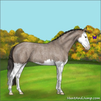 Horse Color:Liver Red Dun Roan Splash 