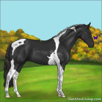 Horse Color:Liver Chestnut Tobiano 