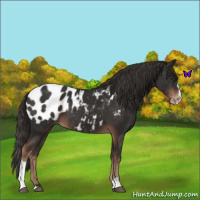 Horse Color:Liver Chestnut Sabino Appaloosa 