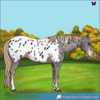 Horse Color:Liver Chestnut Sabino Near Leopard 