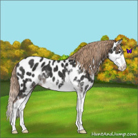 Horse Color:Liver Chestnut Sabino Splash Appaloosa 