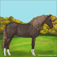 Horse Color:Liver Red Roan 