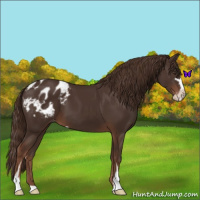 Horse Color:Liver Chestnut Sabino Appaloosa 