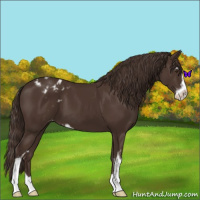Horse Color:Liver Chestnut Sabino Appaloosa 