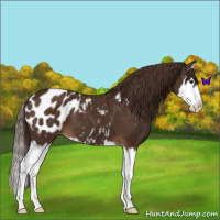 Horse Color:Liver Chestnut Sabino Splash Appaloosa 
