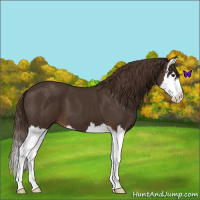 Horse Color:Liver Chestnut Sabino Splash 