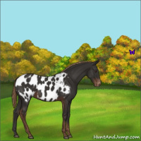 Horse Color:Liver Chestnut Near Leopard 