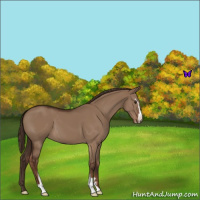 Horse Color:Liver Red Dun Sabino