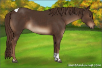 Horse Color:Liver Chestnut Tobiano Rabicano
