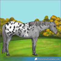 Horse Color:Black Blanket Rabicano 