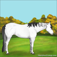 Horse Color:Black Tobiano Near Fewspot Rabicano 