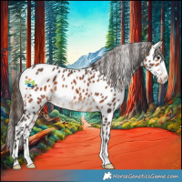 Horse Color:Bay Appaloosa Rabicano 