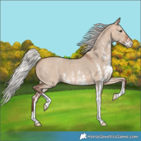 Horse Color:Silver Bay Dun Sabino 