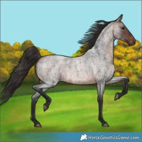 Horse Color:Brown Roan 