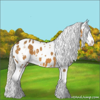 Horse Color:White Spotted Chocolate Palomino Dun Sabino Appaloosa 