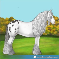 Horse Color:Liver Chestnut Sabino Appaloosa 
