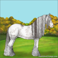 Horse Color:White Spotted Liver Chestnut Sabino Appaloosa 