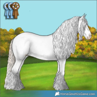 Horse Color:Chocolate Palomino Sabino Appaloosa 