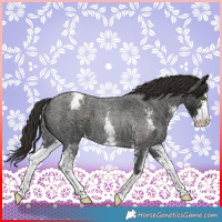 Horse Color:Liver Red Roan Sabino Appaloosa 