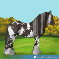 Horse Color:White Spotted Liver Chestnut 
