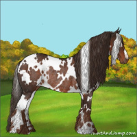 Horse Color:White Spotted Liver Chestnut Rabicano 
