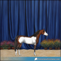 Horse Color:Bay Frame 