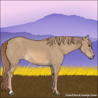 Horse Color:Red Dun 