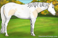 Horse Color:Silver Classic Cream Champagne Dun Splash Tobiano Varnish 