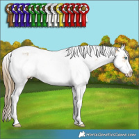 Horse Color:White Spotted Buckskin Splash Tobiano Frame Appaloosa Rabicano 