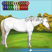 Horse Color:White Spotted Buckskin Splash Tobiano Frame Appaloosa Rabicano 