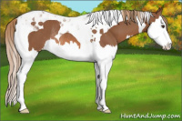 Horse Color:Chestnut Splash Tobiano Varnish Rabicano 