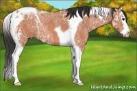 Horse Color:Bay Ice Splash Tobiano Appaloosa Rabicano 
