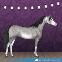 Horse Color:Platinum White Spotted Brown Dun Rabicano 