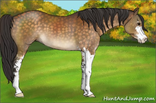 Horse Color:Buckskin Sabino 