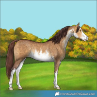 Horse Color:White Spotted Chocolate Buckskin Dun Rabicano 
