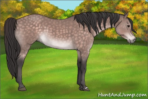 Horse Color:Platinum Buckskin Rabicano 