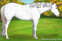 Horse Color:Chestnut Splash Tobiano Snowcap Rabicano 
