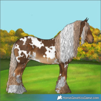 Horse Color:White Spotted Chocolate Palomino 