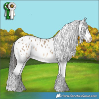 Horse Color:White Spotted Liver Red Dun Appaloosa 