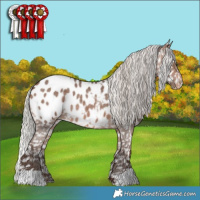 Horse Color:Silver Brown Roan Appaloosa 
