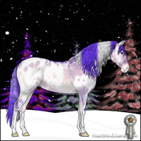 Horse Color:Watercolor White Spotted Liver Red Dun Onyx Appaloosa