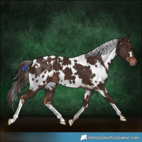 Horse Color:White Spotted Liver Chestnut 