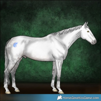 Horse Color:Gray White Spotted Bay