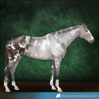 Horse Color:Gray White Spotted Bay 