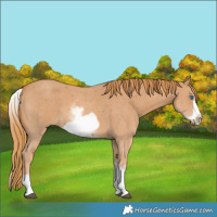 Horse Color:White Spotted Chestnut Sabino Frame 