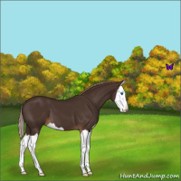 Horse Color:Liver Chestnut Splash Appaloosa 