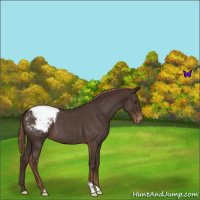 Horse Color:Liver Red Roan Appaloosa 