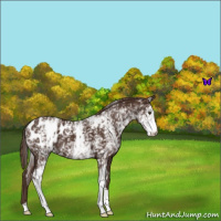 Horse Color:White Spotted Liver Chestnut Appaloosa 