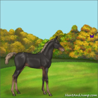 Horse Color:Liver Chestnut Varnish 